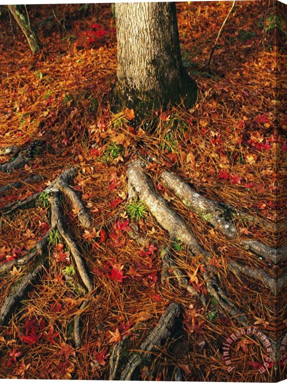 Raymond Gehman Oak Tree Roots And Pine Needles Covering a Woodland Trail Stretched Canvas Painting / Canvas Art