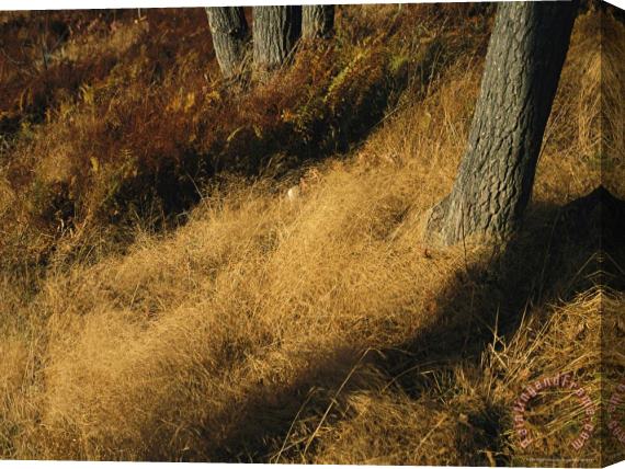 Raymond Gehman Oak Trees And Meadow with Grasses at Tanners Ridge Stretched Canvas Print / Canvas Art