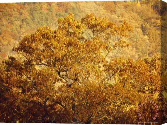 Raymond Gehman Oak Trees in The Fall Stretched Canvas Painting / Canvas Art