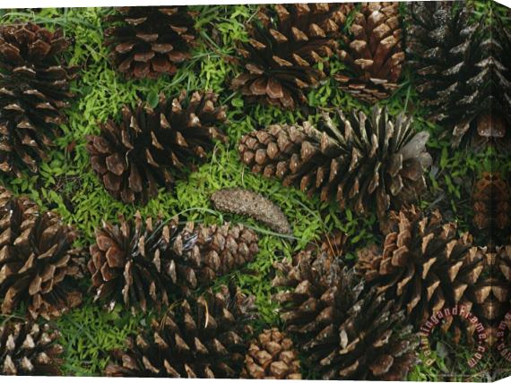 Raymond Gehman Open Pine Cones Littering Ther Ground Stretched Canvas Print / Canvas Art
