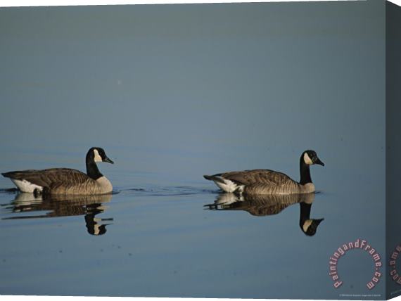 Raymond Gehman Pair of Canada Geese Branta Canadensis Stretched Canvas Print / Canvas Art