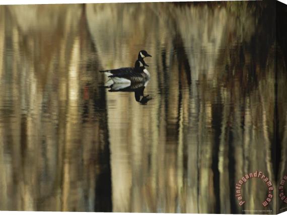 Raymond Gehman Pair of Canada Geese Swimming in Calm Water Stretched Canvas Print / Canvas Art