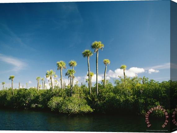 Raymond Gehman Palm Trees Along The Loxahatchee River Stretched Canvas Print / Canvas Art