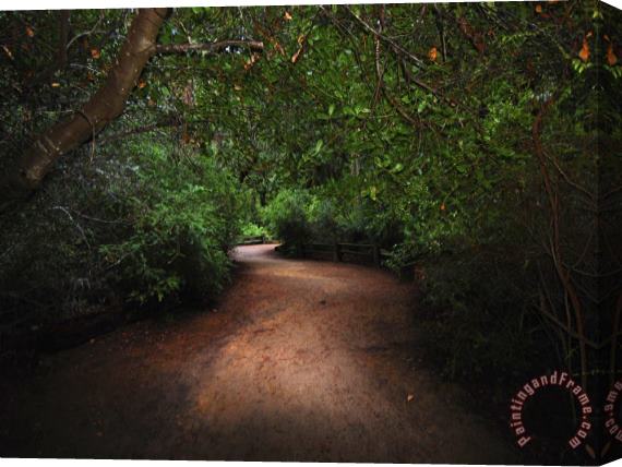 Raymond Gehman Park Trail Through a Scenic Coastal Redwood Forest Stretched Canvas Painting / Canvas Art