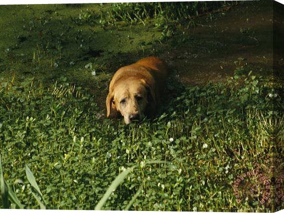 Raymond Gehman Pet Dog Takes a Dip in Swampy Water Stretched Canvas Painting / Canvas Art