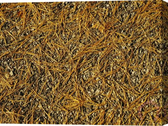 Raymond Gehman Pine Needles Covering The Asphalt of Skyline Drive Stretched Canvas Painting / Canvas Art