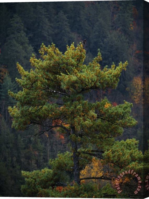 Raymond Gehman Pine Tree with Backdrop of a Forest Covered Mountain Stretched Canvas Print / Canvas Art