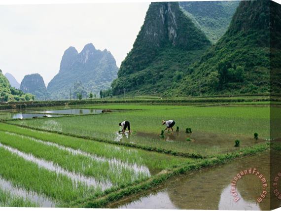 Raymond Gehman Planting Rice with Limestone Karst Mountains in The Background Near Guilin Stretched Canvas Print / Canvas Art