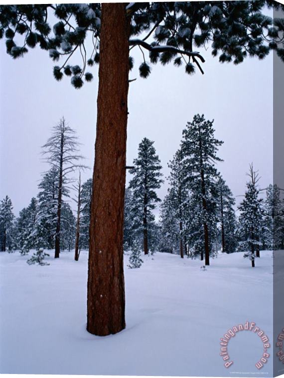 Raymond Gehman Ponderosa Pine in Snow Stretched Canvas Print / Canvas Art