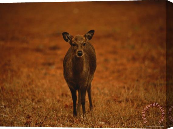 Raymond Gehman Portrait of a Sika Deer Stretched Canvas Painting / Canvas Art