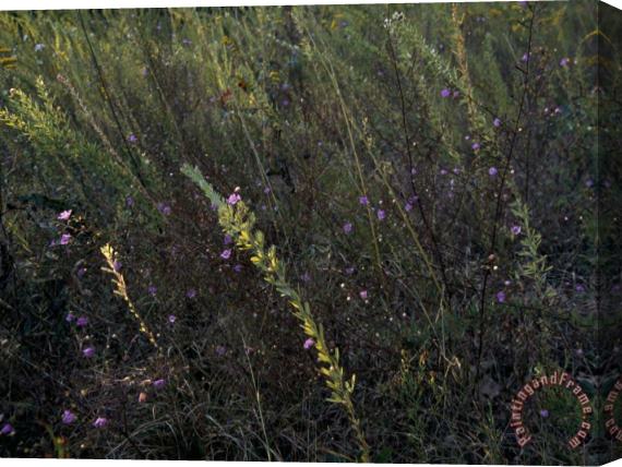 Raymond Gehman Prairie Grass Meadow with Wildflowers Stretched Canvas Painting / Canvas Art