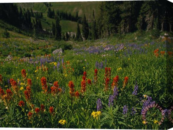 Raymond Gehman Radiant Summer Blooms Crowd a High Mountain Meadow on The Teton Crest Trail Stretched Canvas Print / Canvas Art