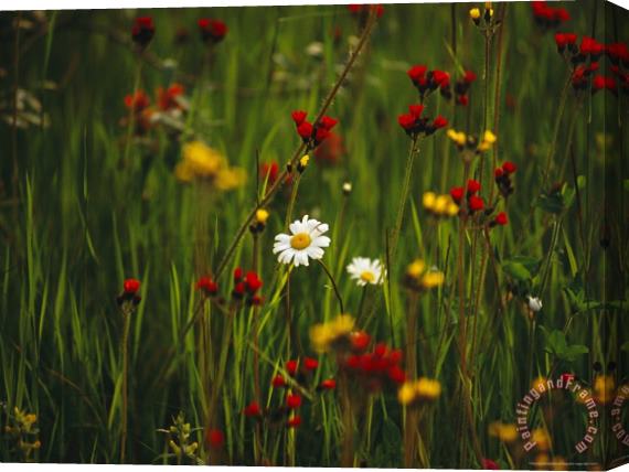 Raymond Gehman Red And Yellow Wildflowers Bloom Around a Wild Daisy Stretched Canvas Painting / Canvas Art