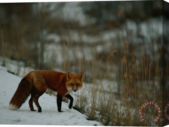 Raymond Gehman Red Fox in The Snow Stretched Canvas Print / Canvas Art
