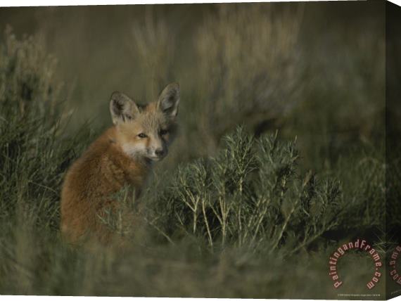 Raymond Gehman Red Fox Kit Red Rocks National Wildlife Refuge Montana Stretched Canvas Painting / Canvas Art