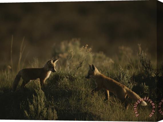 Raymond Gehman Red Fox Kits Red Rocks National Wildlife Refuge Montana Stretched Canvas Painting / Canvas Art