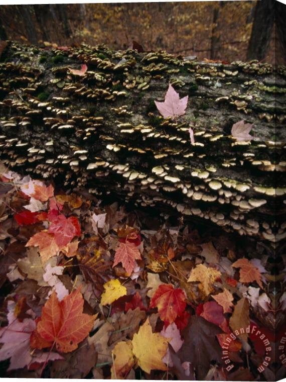 Raymond Gehman Red Maple Leaves Around a Fallen Tree with Scale Fungus Growth Stretched Canvas Painting / Canvas Art