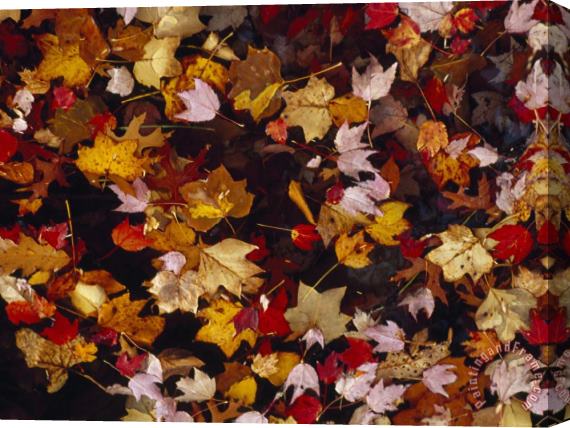 Raymond Gehman Red Maple Tree Leaves And Others Floating in Price Lake Stretched Canvas Painting / Canvas Art