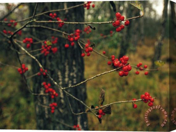 Raymond Gehman Red Service Berries on Leafless Twigs in an Autumn Forest Stretched Canvas Print / Canvas Art