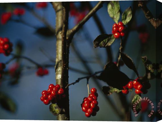 Raymond Gehman Red Serviceberries in Clusters on Twigs Stretched Canvas Print / Canvas Art