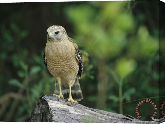 Raymond Gehman Red Shouldered Hawk Perched on a Fallen Log Stretched Canvas Print / Canvas Art