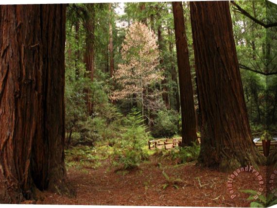 Raymond Gehman Redwoods And Trail in Muir Woods National Monument California Stretched Canvas Painting / Canvas Art