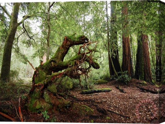 Raymond Gehman Redwoods in Big Basin State Park California Stretched Canvas Print / Canvas Art