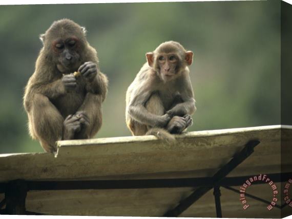 Raymond Gehman Rhesus Monkeys at Concession Area Baiyun Cavern Pingxiang Stretched Canvas Painting / Canvas Art