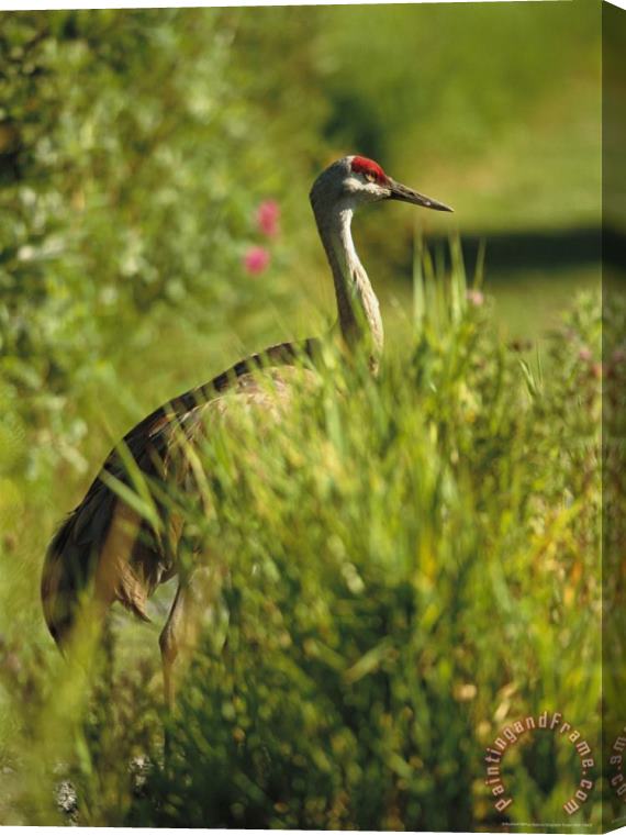 Raymond Gehman Sandhill Crane Grus Canadensis Stands Amid Tall Grasses Stretched Canvas Painting / Canvas Art