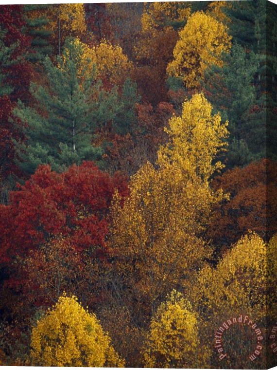 Raymond Gehman Scenic Mountain Forest in Rich Autumn Colors Stretched Canvas Print / Canvas Art