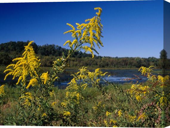 Raymond Gehman Scenic View of Goldenrod Flowers And Waterways Stretched Canvas Painting / Canvas Art