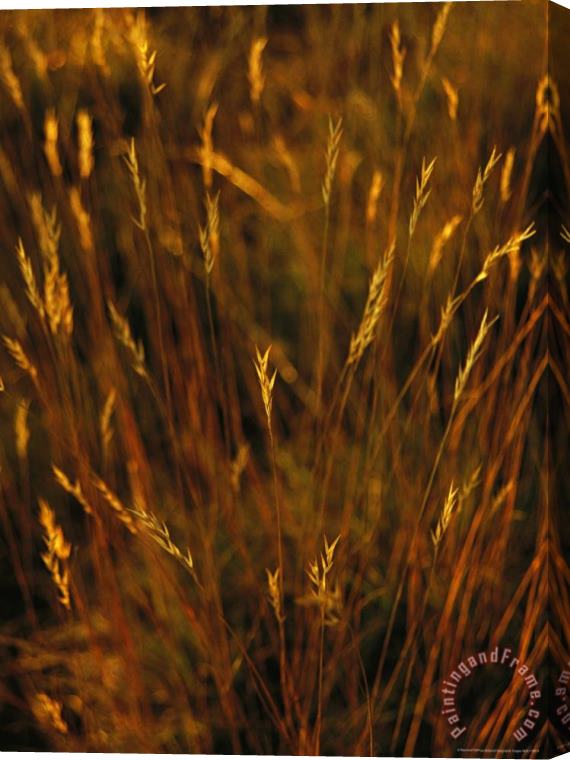 Raymond Gehman Seed Heads Top Golden Grasses Stretched Canvas Painting / Canvas Art