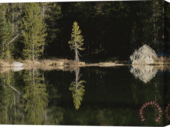 Raymond Gehman Shoreline Trees And Rock Reflected on The Surface of String Lake Stretched Canvas Print / Canvas Art