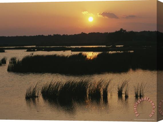 Raymond Gehman Silhouetted Aquatic Grasses at Twilight in a Wetland Stretched Canvas Painting / Canvas Art