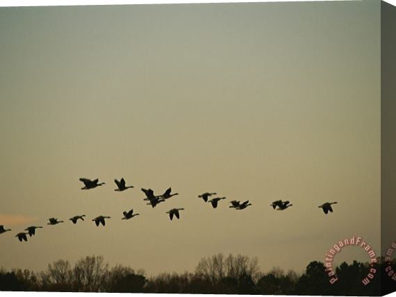 Raymond Gehman Silhouetted Canada Geese Flying in Formation at Twilight Stretched Canvas Painting / Canvas Art