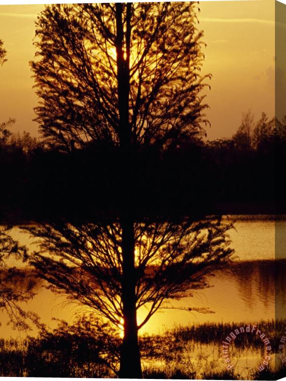Raymond Gehman Silhouetted Cypress Tree at Sunset Stretched Canvas Painting / Canvas Art