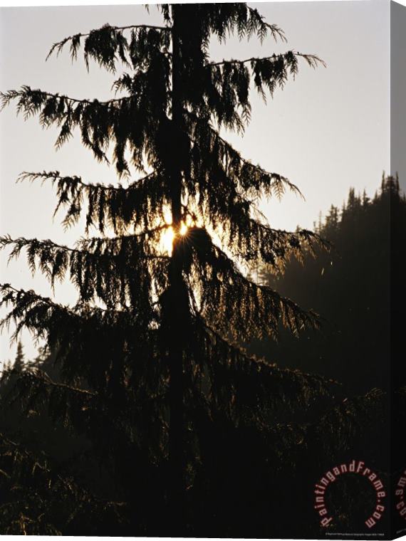 Raymond Gehman Silhouetted Fir Tree at Twilight Stretched Canvas Print / Canvas Art