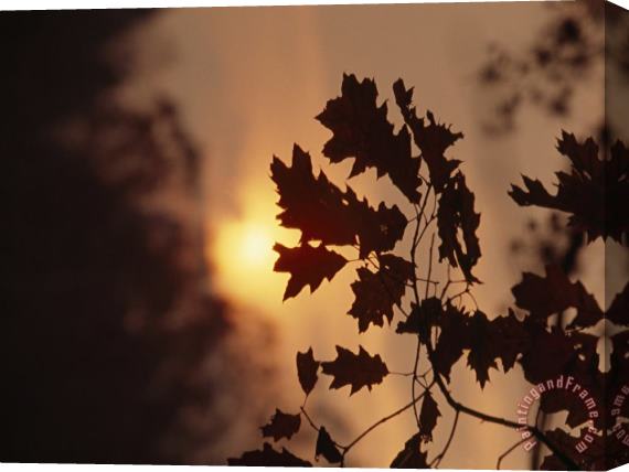 Raymond Gehman Silhouetted Oak Leaves at Sunset Stretched Canvas Painting / Canvas Art