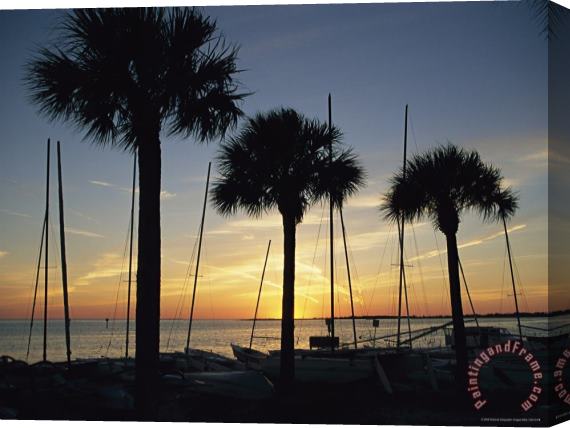 Raymond Gehman Silhouetted Palm Trees And Catamarans Line a Shoreline at Twilight Stretched Canvas Print / Canvas Art
