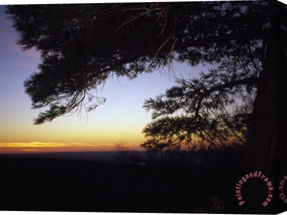 Raymond Gehman Silhouetted Pine Tree at Sunset Stretched Canvas Painting / Canvas Art