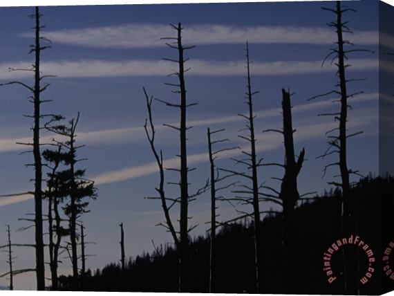 Raymond Gehman Silhouetted Remains of a Spruce Fir Forest on Clingman S Dome Stretched Canvas Print / Canvas Art