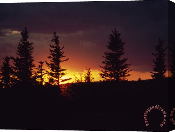 Raymond Gehman Silhouetted Spruce Trees at Sunset Stretched Canvas Painting / Canvas Art