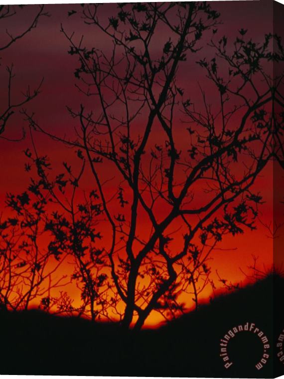 Raymond Gehman Silhouetted Tree And Blazing Sky at Sunset Over Blue Ridge Mountains Stretched Canvas Print / Canvas Art