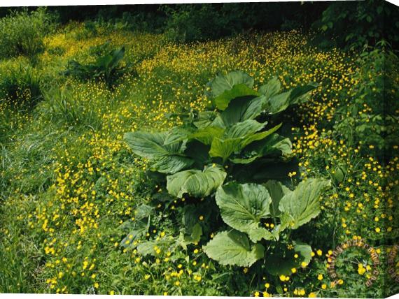 Raymond Gehman Skunk Cabbage Growing Among Yellow Buttercups Stretched Canvas Print / Canvas Art