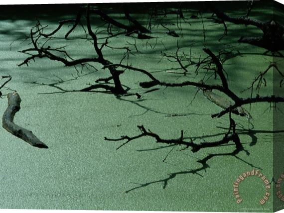 Raymond Gehman Slough Covered with Duckweed Stretched Canvas Print / Canvas Art