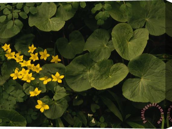 Raymond Gehman Small Yellow Flowers Growing Among Lush Foliage Stretched Canvas Print / Canvas Art