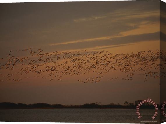 Raymond Gehman Snow Geese in Flight Over Swans Cove Pool at Sunset Stretched Canvas Painting / Canvas Art