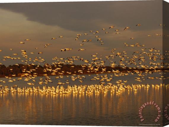 Raymond Gehman Snow Geese on Swans Cove Pool at Sunset Stretched Canvas Print / Canvas Art