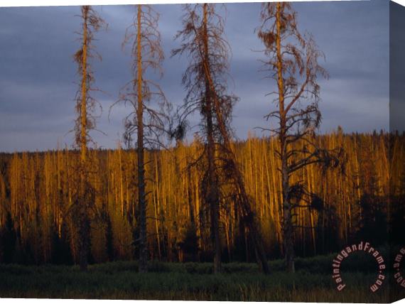 Raymond Gehman Soldier Straight Lodgepole Pines Catch Sunset S Glow Stretched Canvas Print / Canvas Art