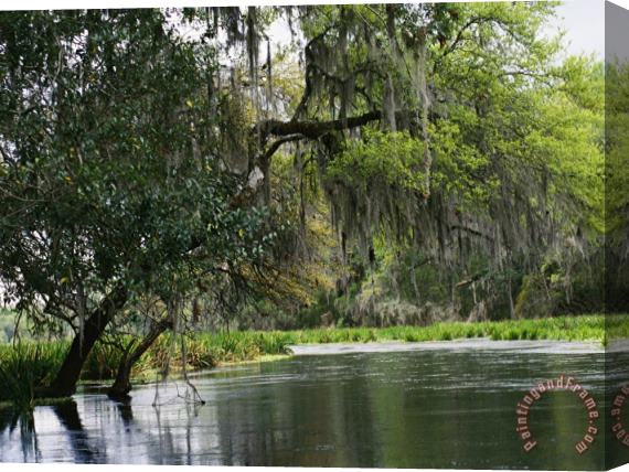 Raymond Gehman Spanish Moss Fills Tree Branches Overhanging a Waterway Stretched Canvas Print / Canvas Art